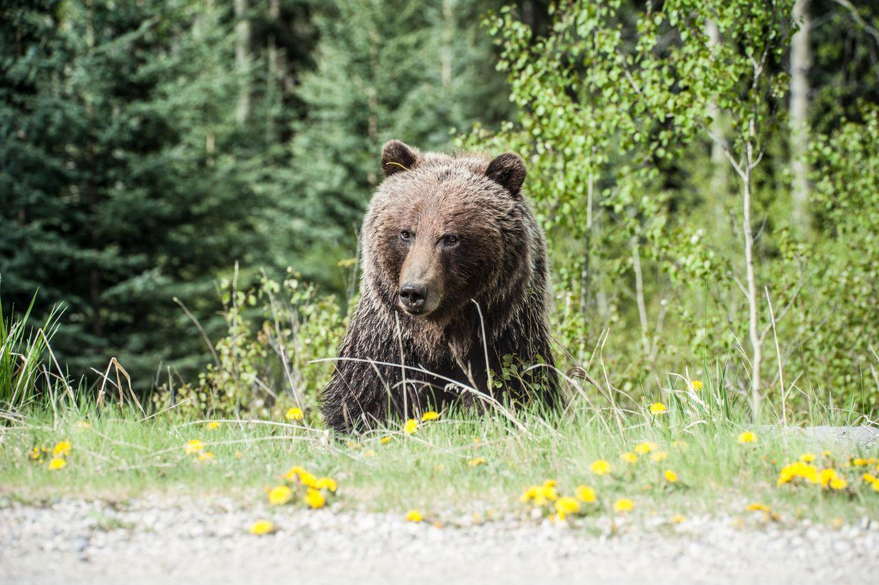 A grizzly bear stands in tall grass dotted with yellow dandelions at the edge of a forest, looking directly at the camera with dense evergreen and birch trees behind it.